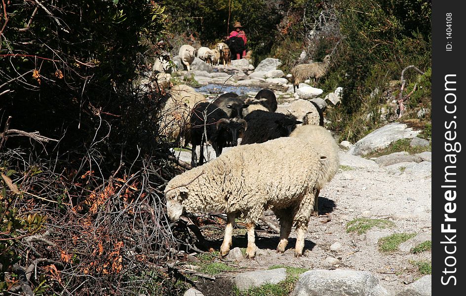Sheeps on the trail in Peru. Sheeps on the trail in Peru