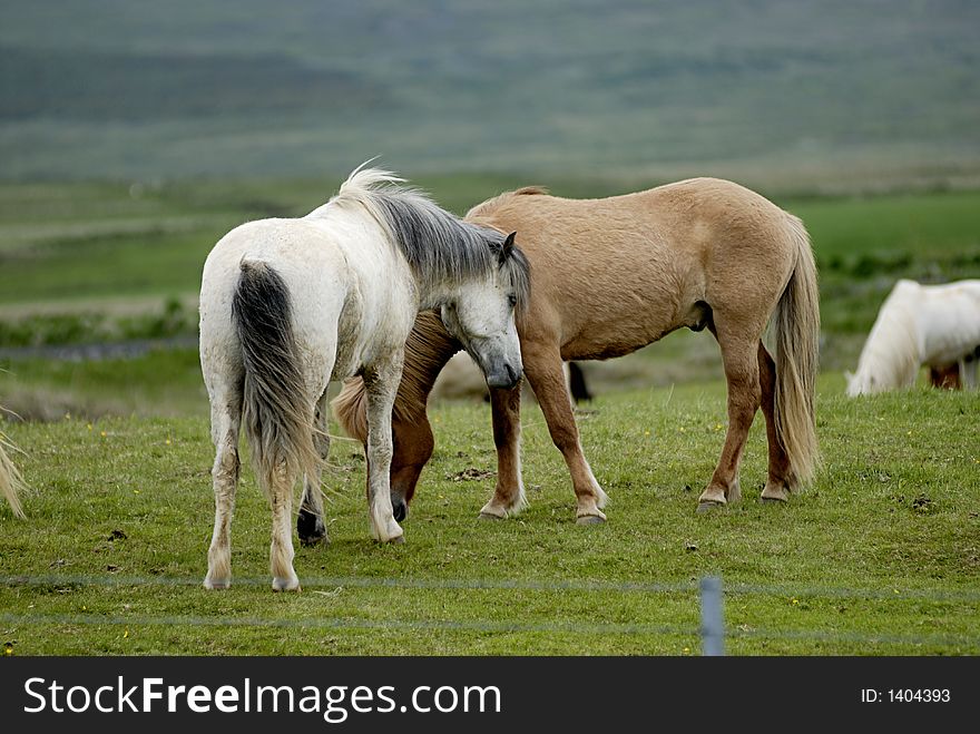 Icelandic horses nestling to each other