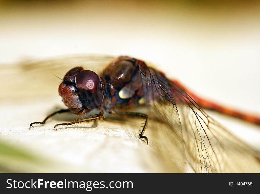 Dragonfly is sunbathing near biotop