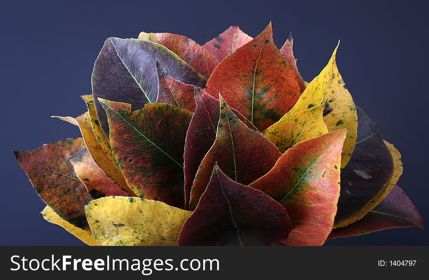 Collection Of Autumnal Leaf