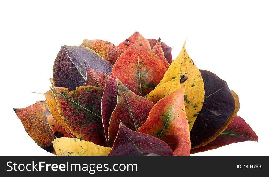 Collection of perfect autumnal leaf, displaying a range of warm tones. Collection of perfect autumnal leaf, displaying a range of warm tones
