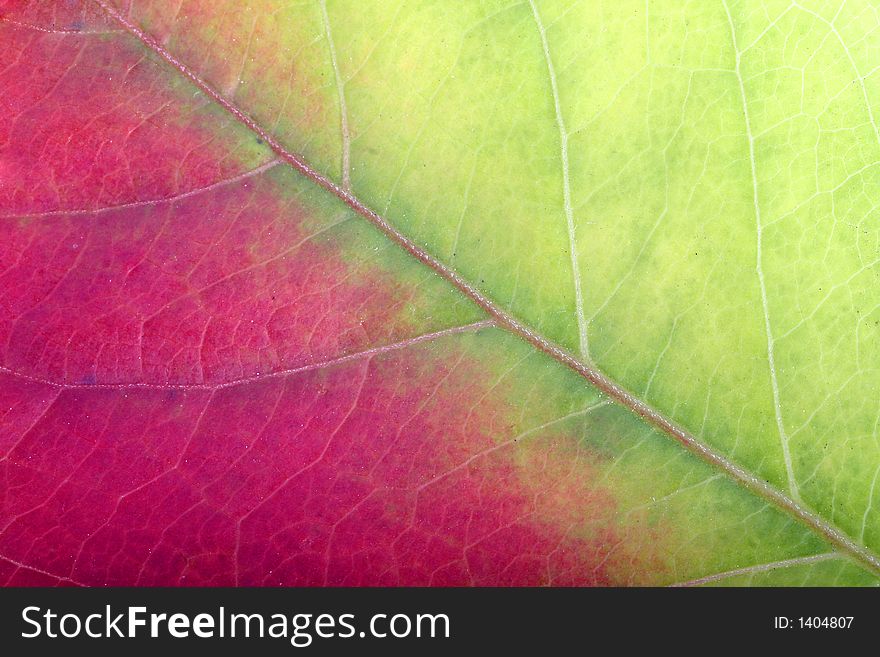 Close Up Of A Red-green Leaf