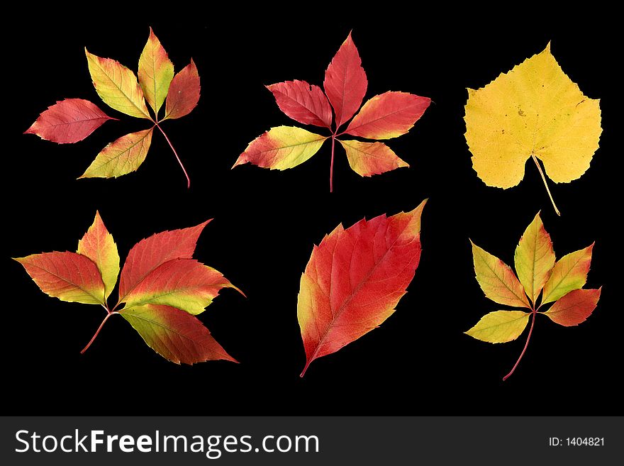 Colorful image of autumn leaves separated on black background