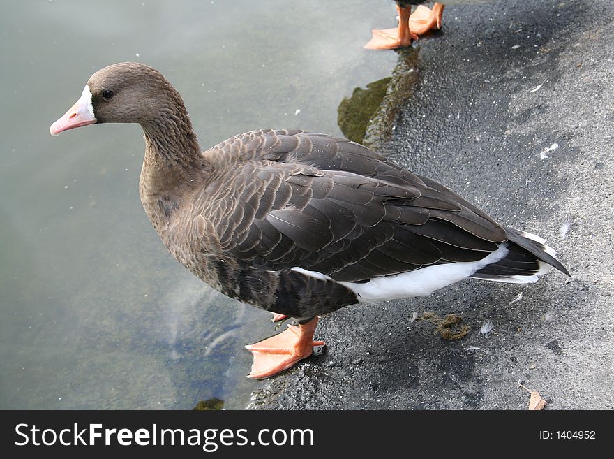 The duck over the lake glance