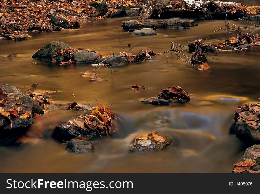 Dead leaves in a river.