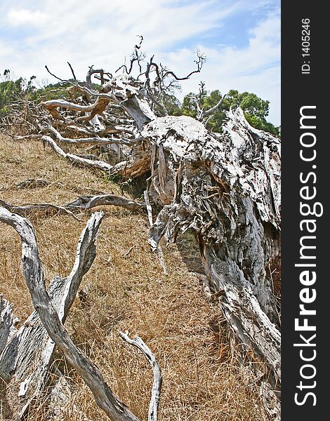 Dead tree at the australian outback (Victoria, Australia)