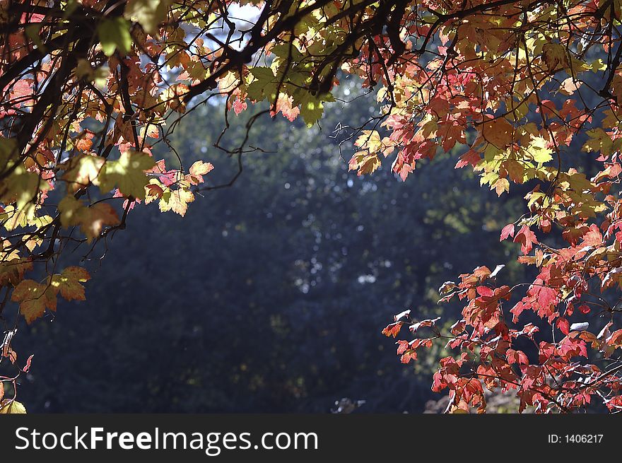 autumnal leaves border in sun. autumnal leaves border in sun