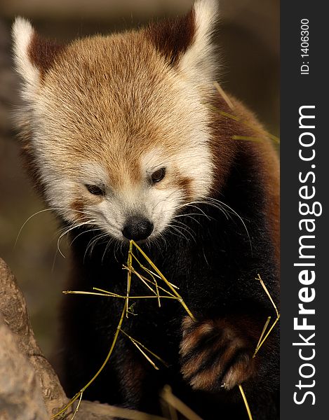 Red Panda (Ailurus Fulgens) chewing on a bamboo snack. Red Panda (Ailurus Fulgens) chewing on a bamboo snack