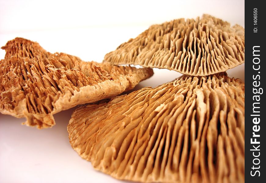 Magic Mushrooms on a white background