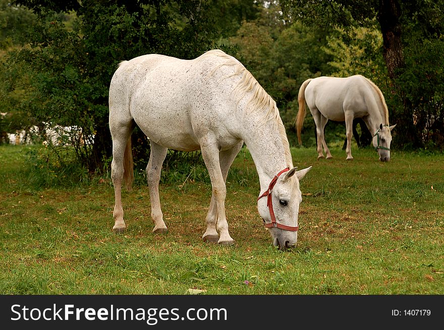 This picture was taken in the white horses farm in Lupica in Slovenia.