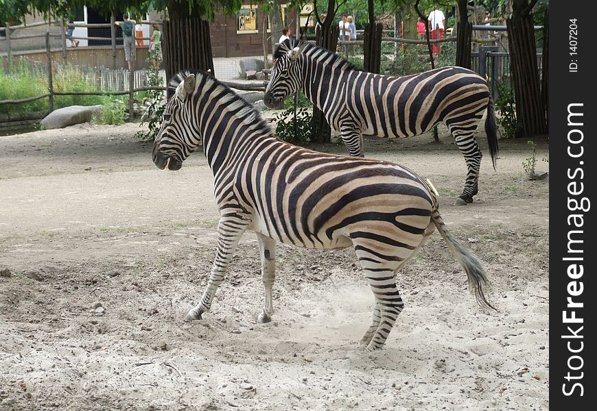Zebra in zoo of Antwerp