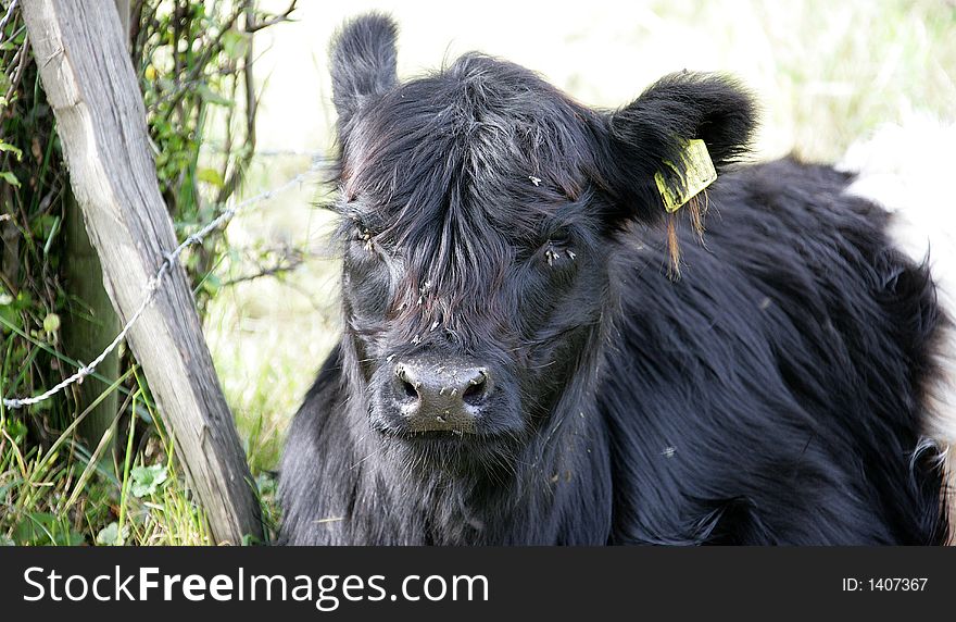 Hornless Scottish Cow. Galloway Race. Hornless Scottish Cow. Galloway Race