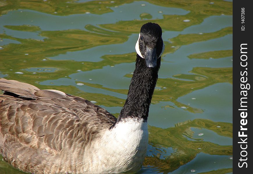 Goose in the water