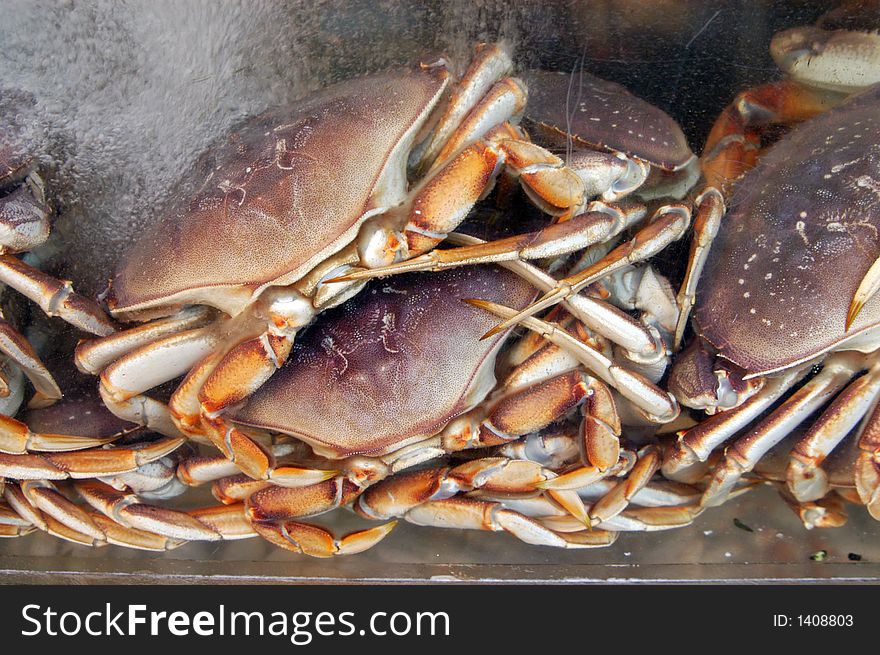 Crabs in a restaurant tank