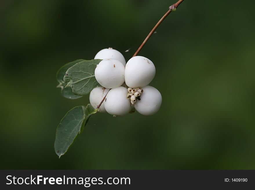 White berries with nice bokeh