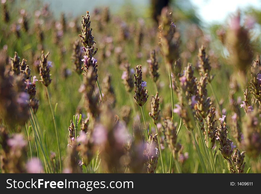 Detailed view of a peaceful lavender field. Detailed view of a peaceful lavender field