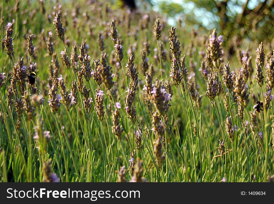 View of a peaceful lavender field