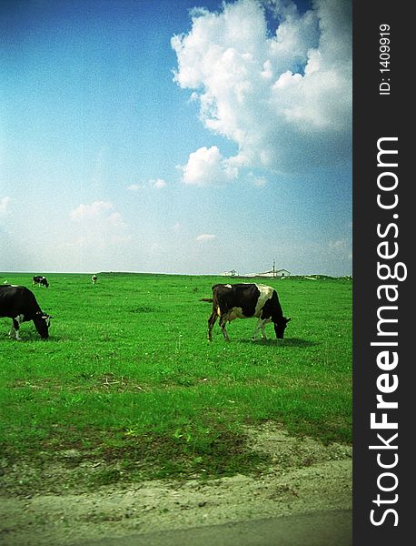 Cows grazing on green field, cloudy sky. Film scan.