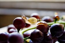 Snail On Grape Royalty Free Stock Image Snail On Grape Royalty Free Stock Image