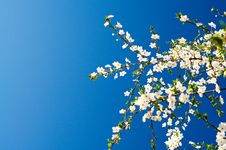 Beautiful Plum Tree Blossom. Stock Image Beautiful Plum Tree Blossom. Stock Image