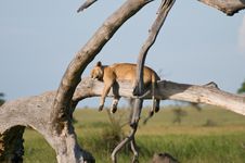 Lion Stock Images Lion Stock Images