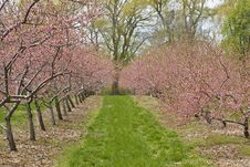 Cherry Orchards In The Spring Royalty Free Stock Photos Cherry Orchards In The Spring Royalty Free Stock Photos