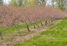 Cherry Orchards In The Spring Royalty Free Stock Image Cherry Orchards In The Spring Royalty Free Stock Image