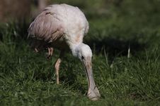 Roseate Spoonbill Looking For Food Royalty Free Stock Photography