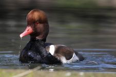 Red-crested Pochard Stock Photo