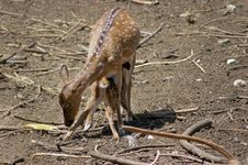 Deer Feeding Its Fawn Royalty Free Stock Images Deer Feeding Its Fawn Royalty Free Stock Images
