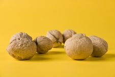 Walnuts Royalty Free Stock Image Walnuts Royalty Free Stock Image
