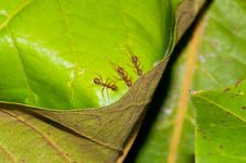 Repair Weaver Ants Stock Photos