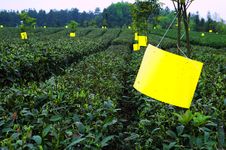 Green Tea Royalty Free Stock Images Green Tea Royalty Free Stock Images