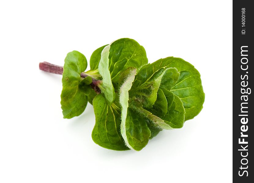 Leaves of fresh mint isolated on white background