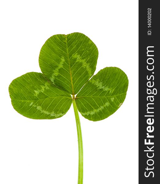 Green clover isolated on white