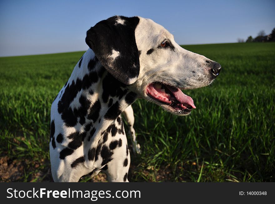 Portrait of a Dalmatian in the field, against the blue sky