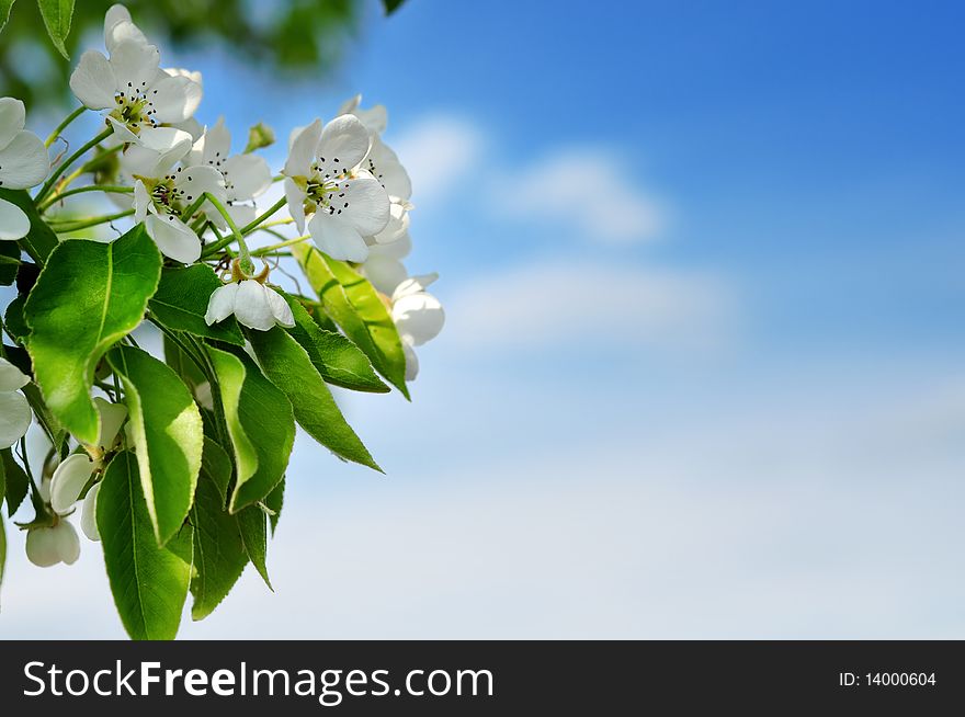 Tree blossom and blue sky with clouds