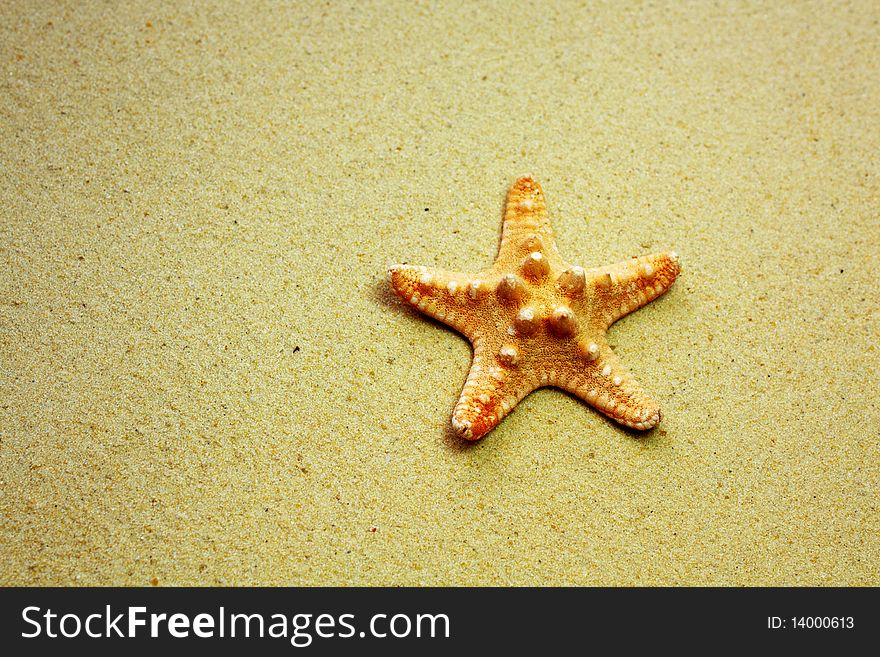 Starfish on sandy beach