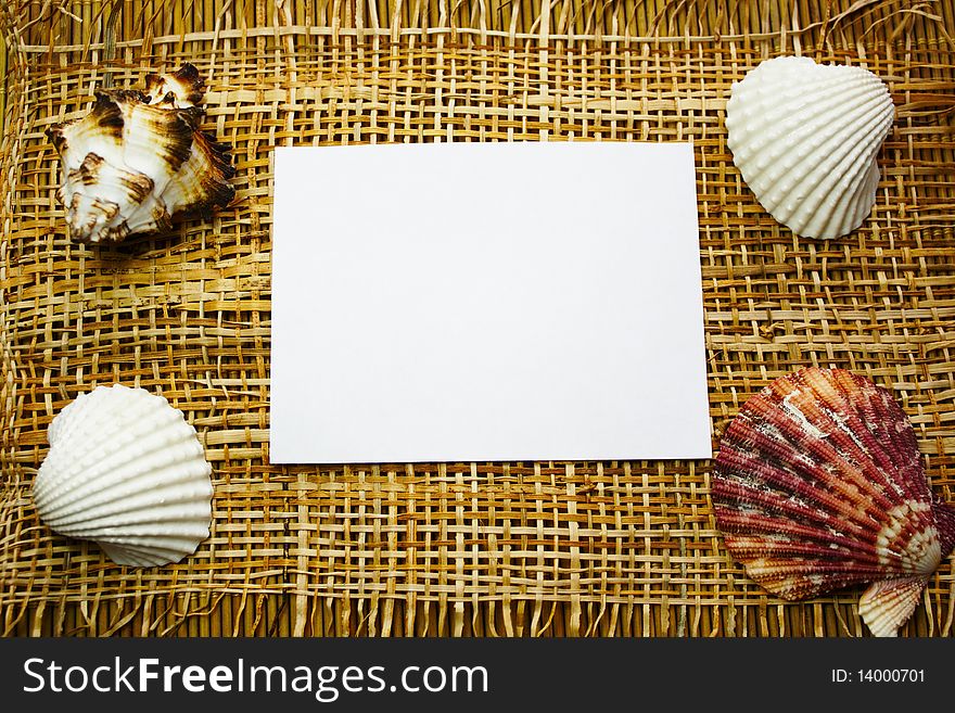 White Background And Seashell Frame