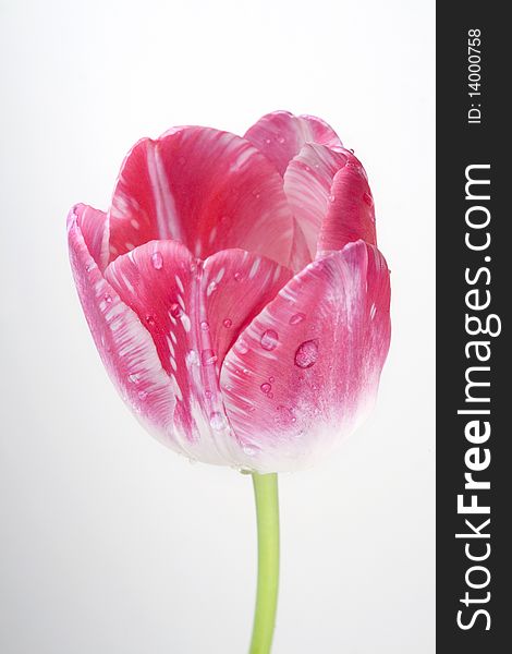 Pink tulip