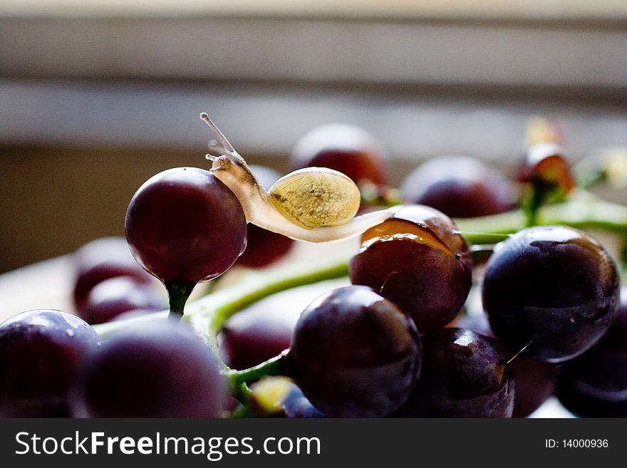 Close up to baby snail on grape