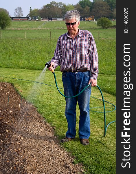 A mature man with grey hair and sunglasses using a hose to irrigate vegetables in a garden. A mature man with grey hair and sunglasses using a hose to irrigate vegetables in a garden.