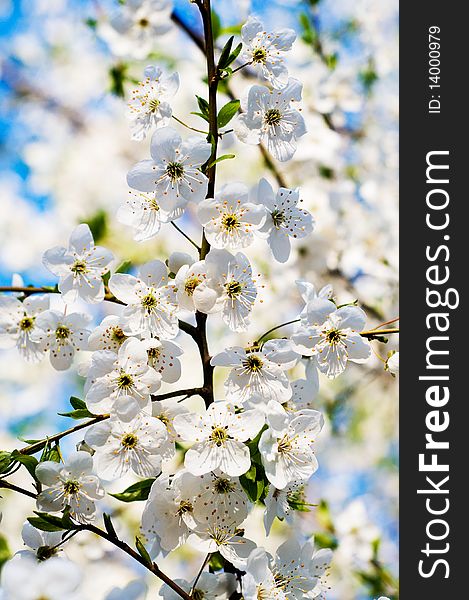 Nice sweet cherry branch against the blue sky. Nice sweet cherry branch against the blue sky.