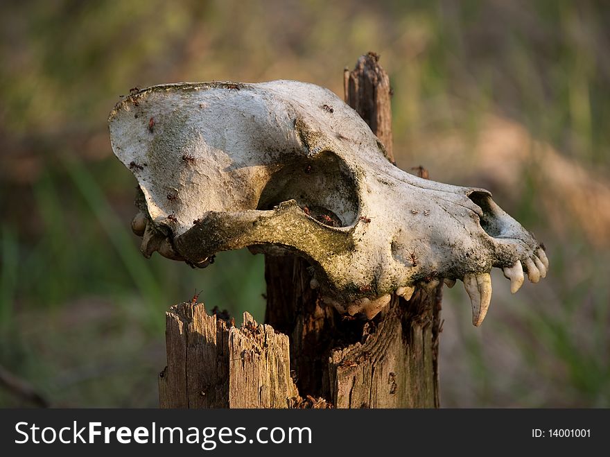 Skull of a dog on a dry tree