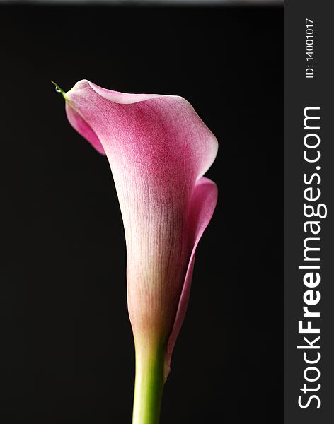 Calla lily with a drop of water on black background. Calla lily with a drop of water on black background