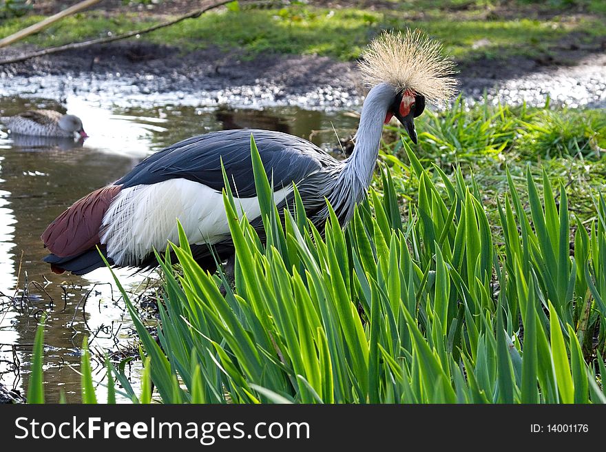 Grey Crowned Crane