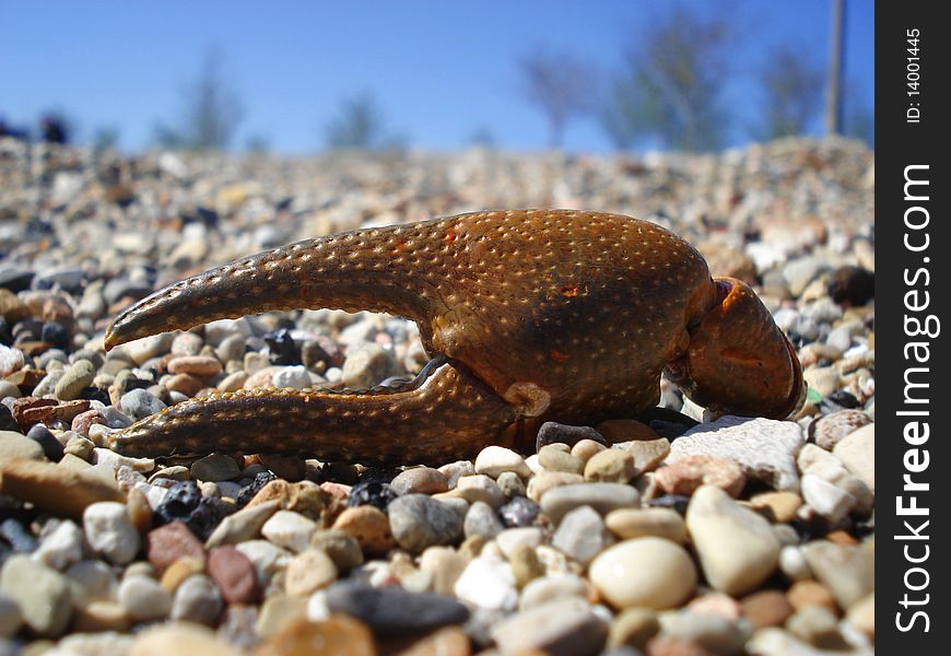 Claw of a crab with blue sky. Claw of a crab with blue sky