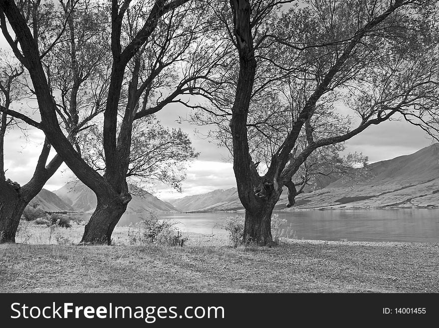 Monochrome of trees on the shore of Lake Ohau in the Southern Alps of New Zealand. Monochrome of trees on the shore of Lake Ohau in the Southern Alps of New Zealand