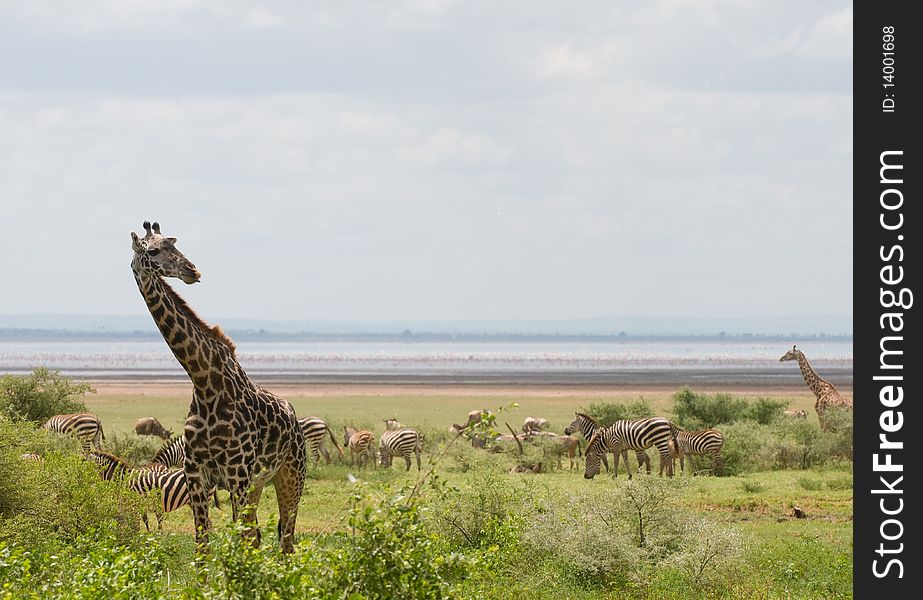 A giraffe eating in africa