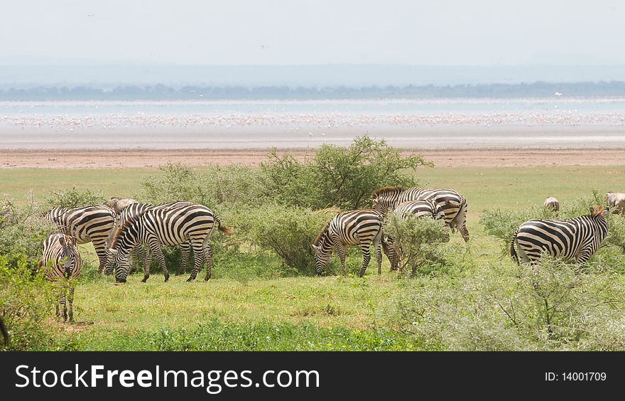 African landscape with zebras grazzing